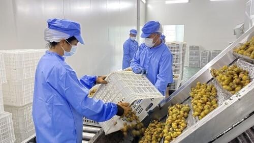 山王果：推进数字化转型 为产业加装“助推器”